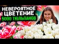 ЦВЕТЕНИЕ 5000 ТЫСЯЧ ТЮЛЬПАНОВ НА ДАЧНОМ УЧАСТКЕ КАК В ГОЛЛАНДИИ