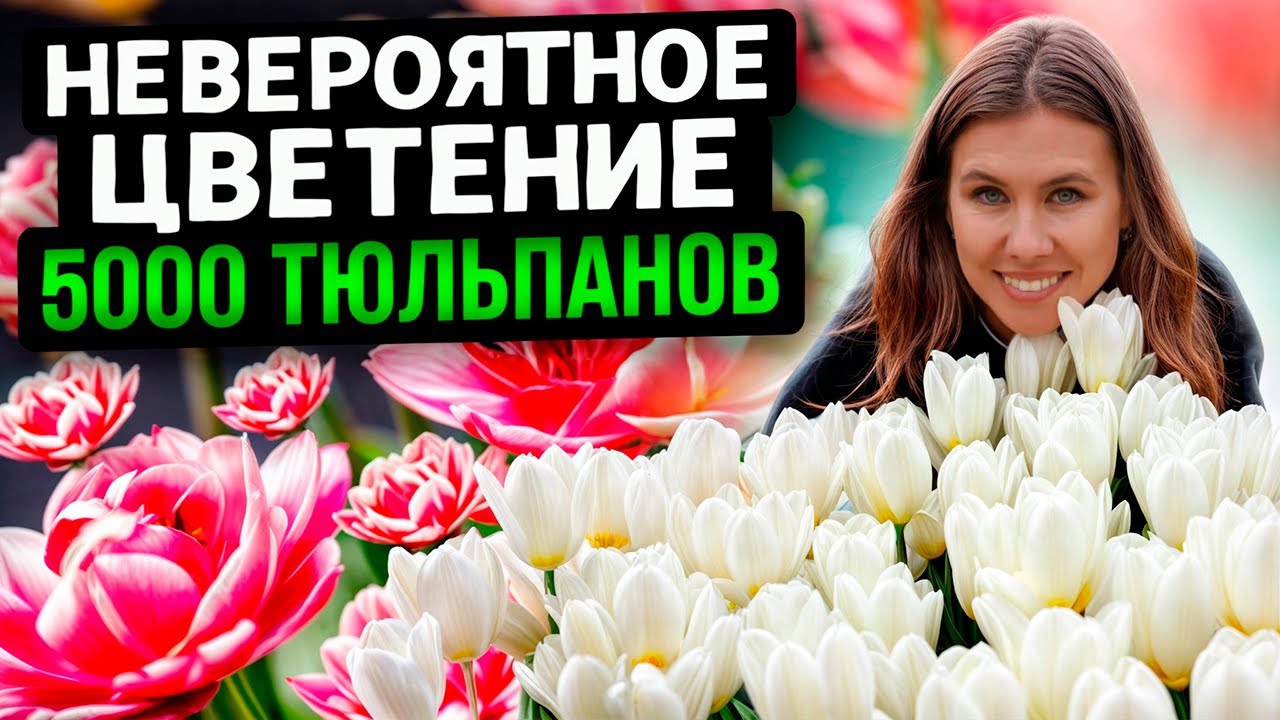 ЦВЕТЕНИЕ 5000 ТЫСЯЧ ТЮЛЬПАНОВ НА ДАЧНОМ УЧАСТКЕ КАК В ГОЛЛАНДИИ