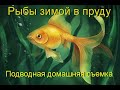 ПОДО ЛЬДОМ РЫБЫ. Подводная съемка Январь 2021. Зимовка карпов кои в домашнем пруду.