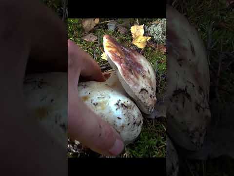 Видео: ДВА ГИГАНТСКИХ БОРОВИКА! #mushroom #nature #boletusedulis  #боровики #боровик  #кулинария