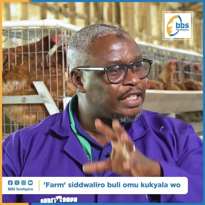 Faamu si ddwaliro nti buli muntu akyalawo - Mukugu mu kulunda enkoko #ObulimiNobulunzi