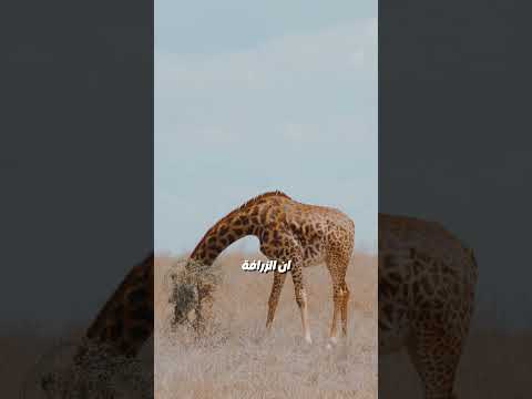 مش هتصدق ان دا صوت الزرافة الحقيقي