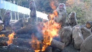 暖かさにうっとり   “おさるのたき火”　愛知・犬山のモンキーセンター