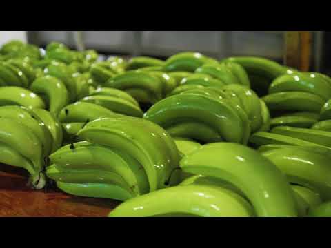 Banana Traceability