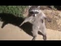 Standing Raccoon Meme