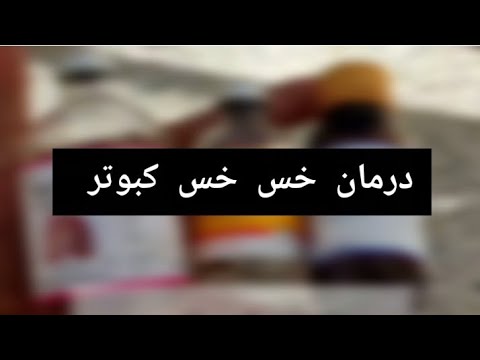 درمان خس خس کبوتر با اسی لکستان