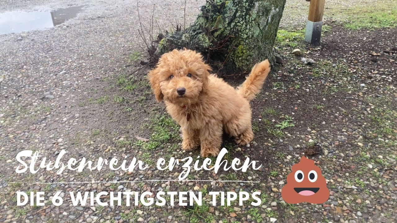 So wurde ich als Pudel Welpe stubenrein erzogen (mit Hundebox)