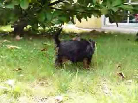 Yorkie Welpen im Garten Yorkshire Terrier Puppies ...