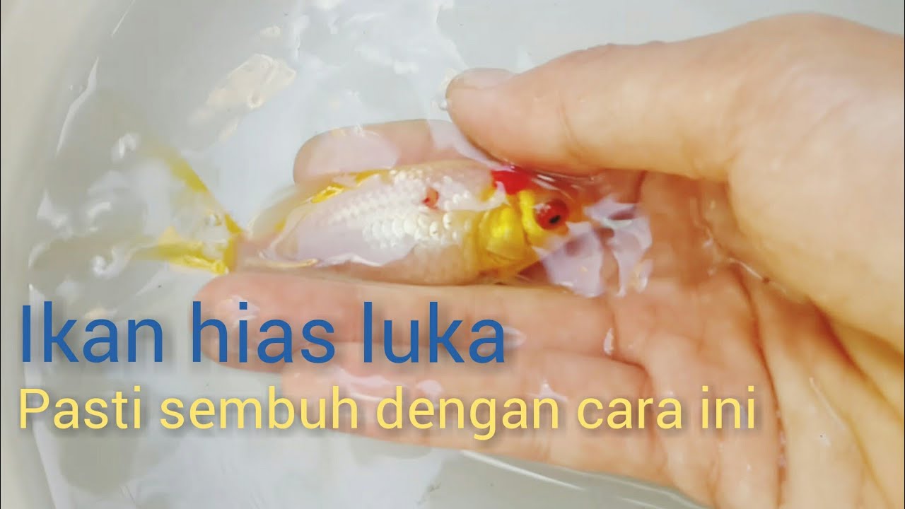 Cara Mengobati Luka di Tubuh Ikan Koi dengan Metode Efektif Cara Mengobati Luka di Tubuh Ikan Koi dengan Metode Efektif