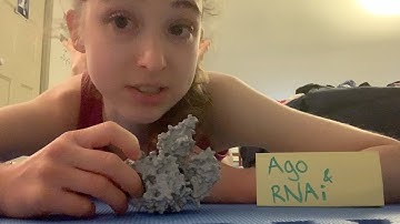 microRNA or siRNA + Argonaute (Ago) =  the ultimate RISC! RNA interference (RNAi) & Ago awesomeness