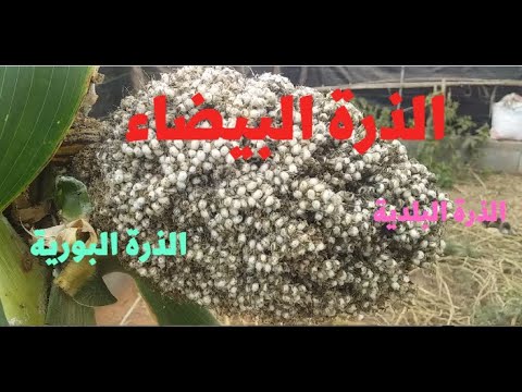 الذرة البيضاء او الذرة البلدية او المحلية