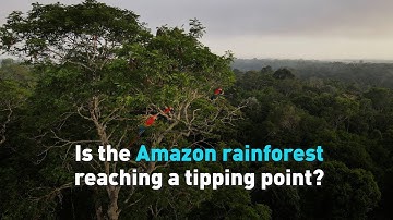 Is the Amazon rainforest reaching a tipping point?