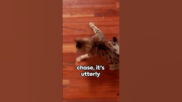 😺 Cat vs Laser Pointer - Adorable Chase and Pounce Showdown! #shorts