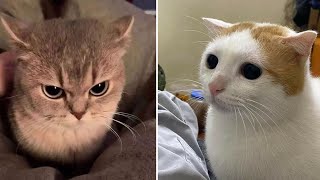 Try Not To Laugh 🤣 New Funny Cats  And Dog Video 😹 - MeowFunny Part 3