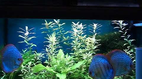 Iluminacion acuario con LED,amanecer/anochecer. 24h. en 1min.