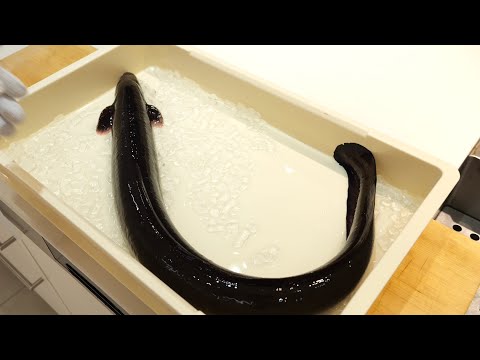 This one eel is worth 120,000 yen.