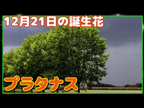 プラタナス の 花 プラタナス の 花