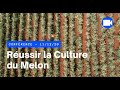 Pisode 1  les cls pour russir la culture du melon