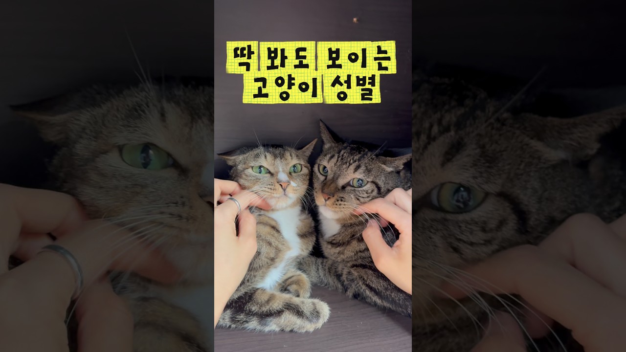 確認ページ♡レディ＆にゃんこ How to Tell a Cat's Gender at a Glance - YouTube