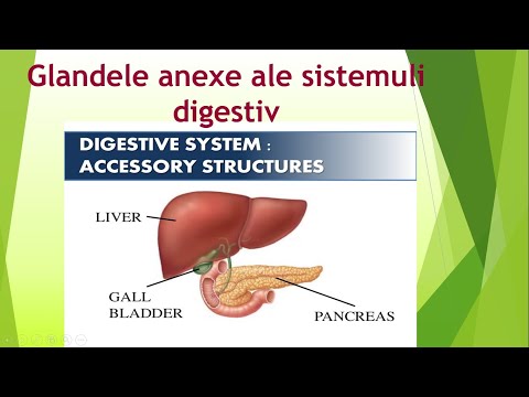 Glandele anexe ale sistemului digestiv