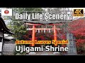 &quot;Ujigami Shrine in Autumn Colors&quot;  世界遺産 紅葉の宇治上神社【4K】Daily Life Scenery