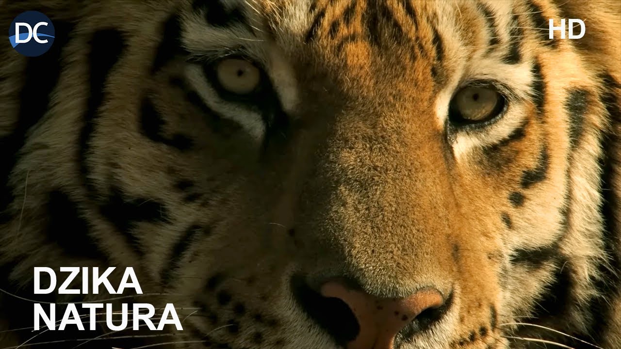 Azja Środkowa - życie wypełnia wodę | Duch dzikiej przyrody odc.5 | film przyrodniczy | dokument PL