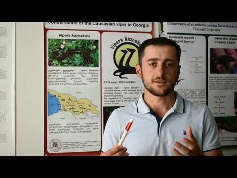 რატომ არის კავკასიური გველგესლა საფრთხეში?