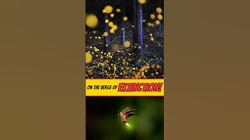 Fireflies Are On The Verge Of Being Extinct #shorts #ytshorts #short #fireflies