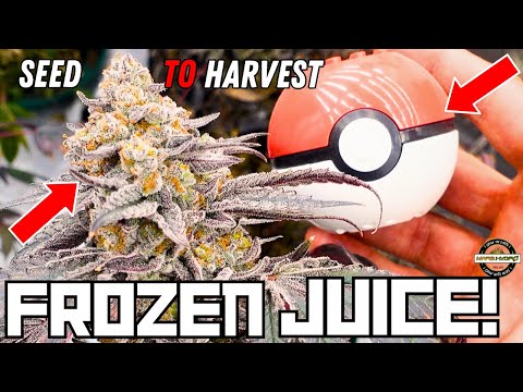 Frozen Juice 🥶🧃 | Full Seed To Harvest Documentary | Mars Hydro