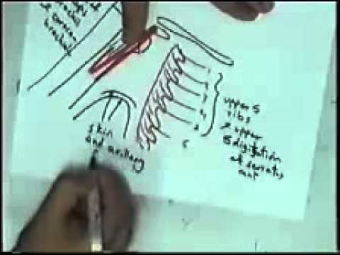 Axilla DR SAMEH GHAZY