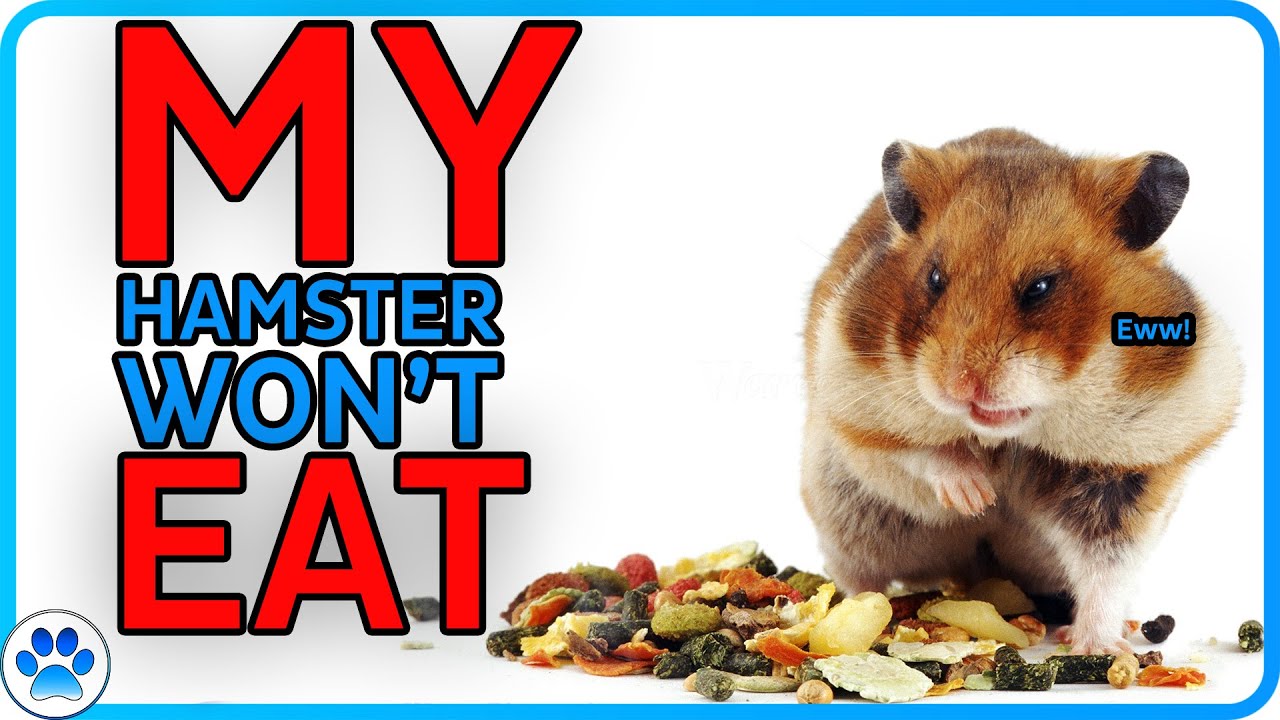 Why Is My Hamster Not Eating