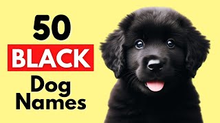 The Best Unique Black Dog Names (With Meanings) by Wellness for Pets 4,870 views 3 months ago 6 minutes, 57 seconds