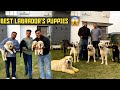 Import champion labrador puppies dogs in india