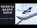 62 oriental magpie robin  by lokesh tamgire  hemalkasa10092018