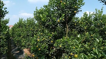 quất thế to khủng,quất tết đẹp 2023,quất thế siêu đẹp