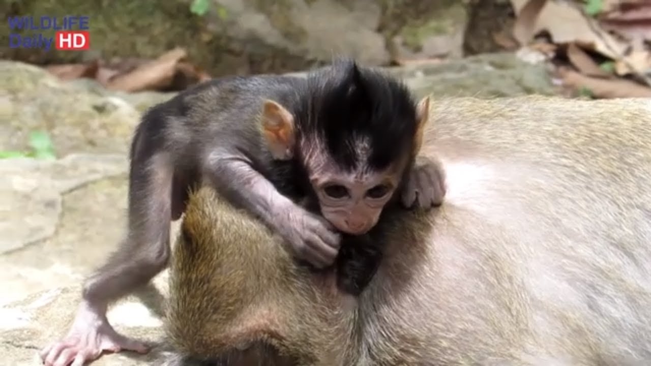 Daniela Baby Monkey Cry Loudly Ask Dana Mother  Monkey For Milk, Daniela And Dana Daily Life