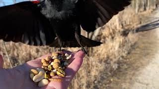 Hand-feeding Birds in Slow Mo - Red-winged Blackbird