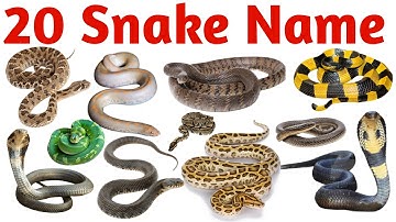 20 सांपों के नाम | 20 Snake Names in English for Kids | Reptiles Learning Video