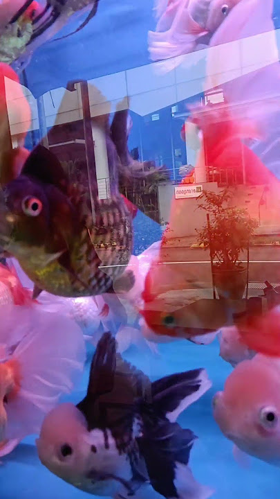 Beautiful #angelfish