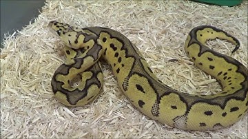 4 2020 Female Pastel Clown het VPI Axanthic Ball Pythons
