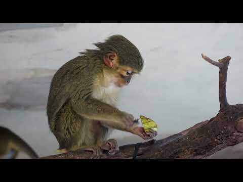 Video: Trygmy kosmáč - najmenší primát