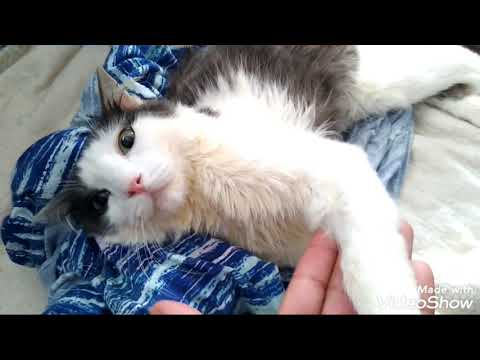 Vídeo: Apreensões De Reflexo Audiogênico Felino Em Gatos - FARS Em Gatos
