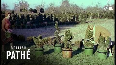 Topiary Nursery (1960)