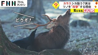 カラスがシカを襲う? 実は...　ツノを“攻撃”する理由