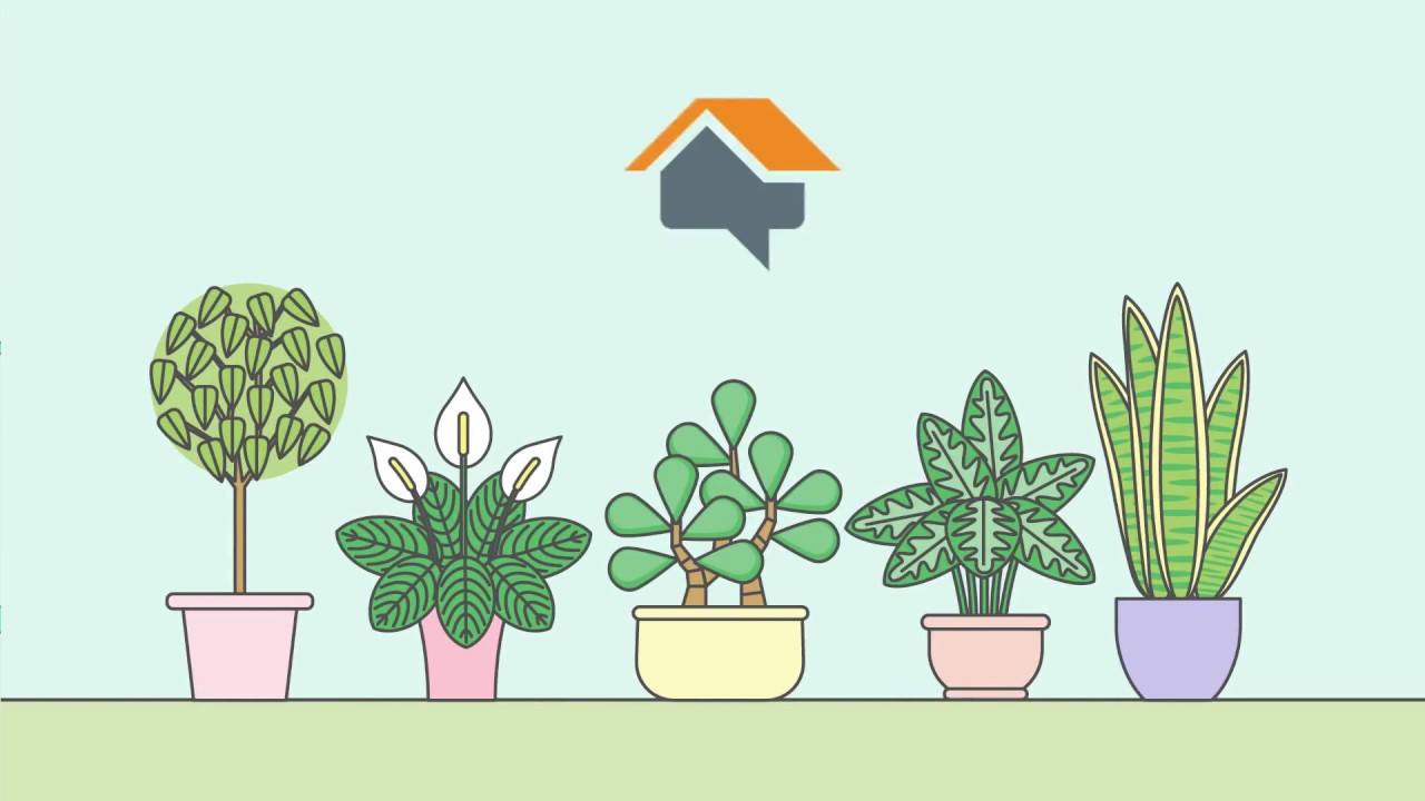 Low Maintenance House Plants For Every Room | HomeAdvisor