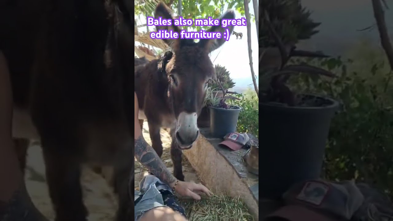 Happy Donkey Thank You All Again