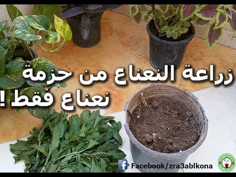 فيديو: كيف تزرع اللطف