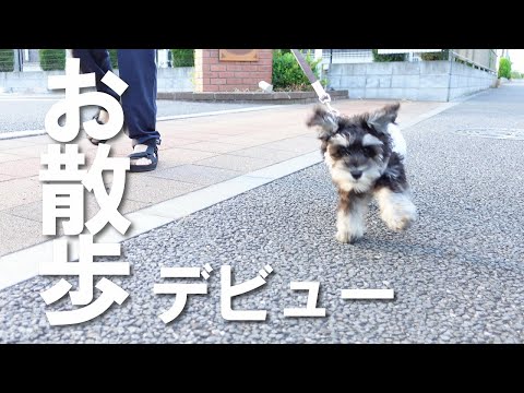 【子犬との暮らし】やはりこの子はシュナウザー!笑 生後3ヶ月の子犬の散歩デビュー♪【ミニチュアシュナウザー】