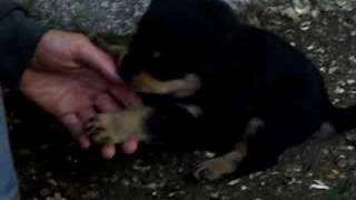 Rottweiler Puppyes-Roti Kölykökfighterbulls Kennel