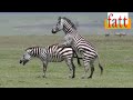 Zebra mating //التزاوج عند حمار الزرد أو الوحشي